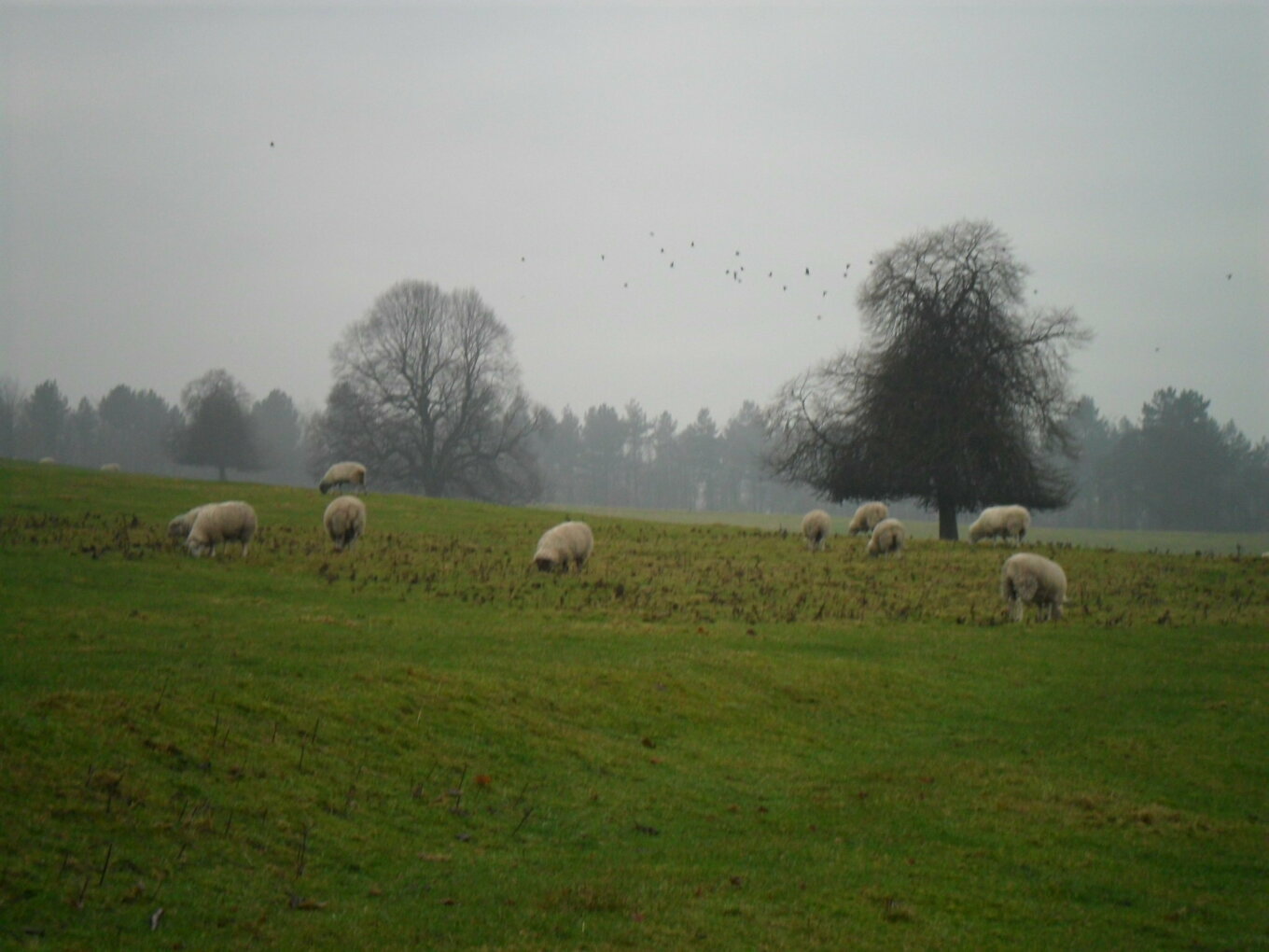 Sheffield sheep