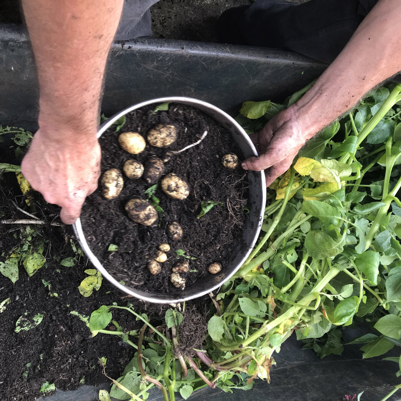 Pot-grown potatoes being picked