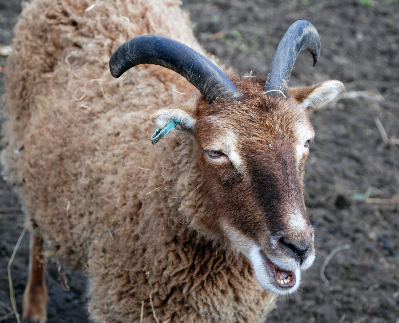 Soay Sheep 2 at Heeley City Farm by Philippa Willitts