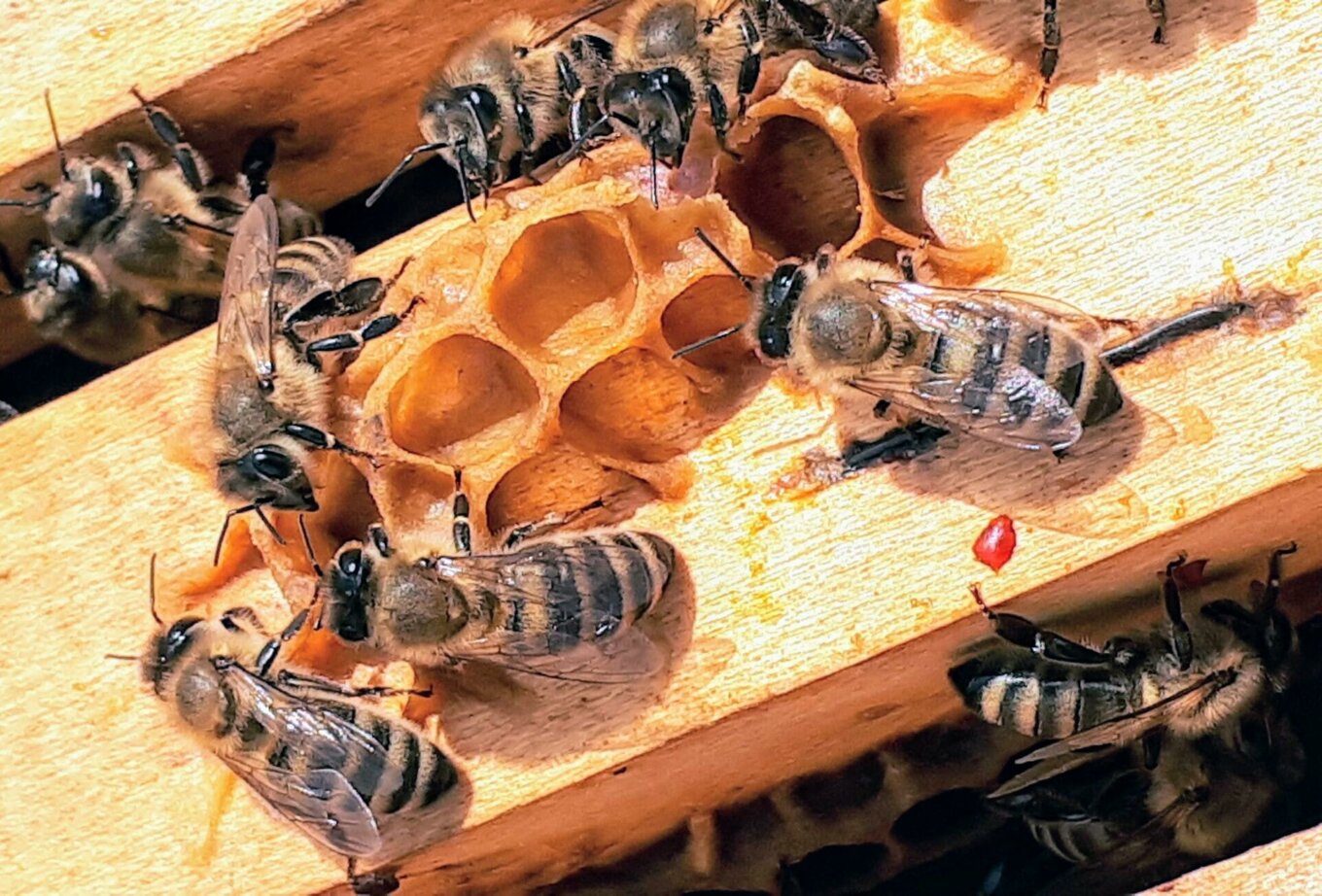 Bees with honeycomb