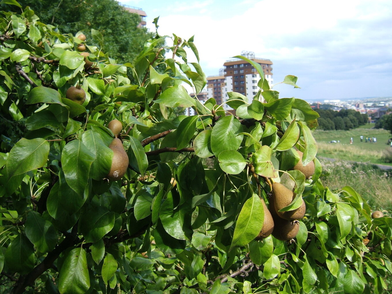 Pear treee at Ponderosa