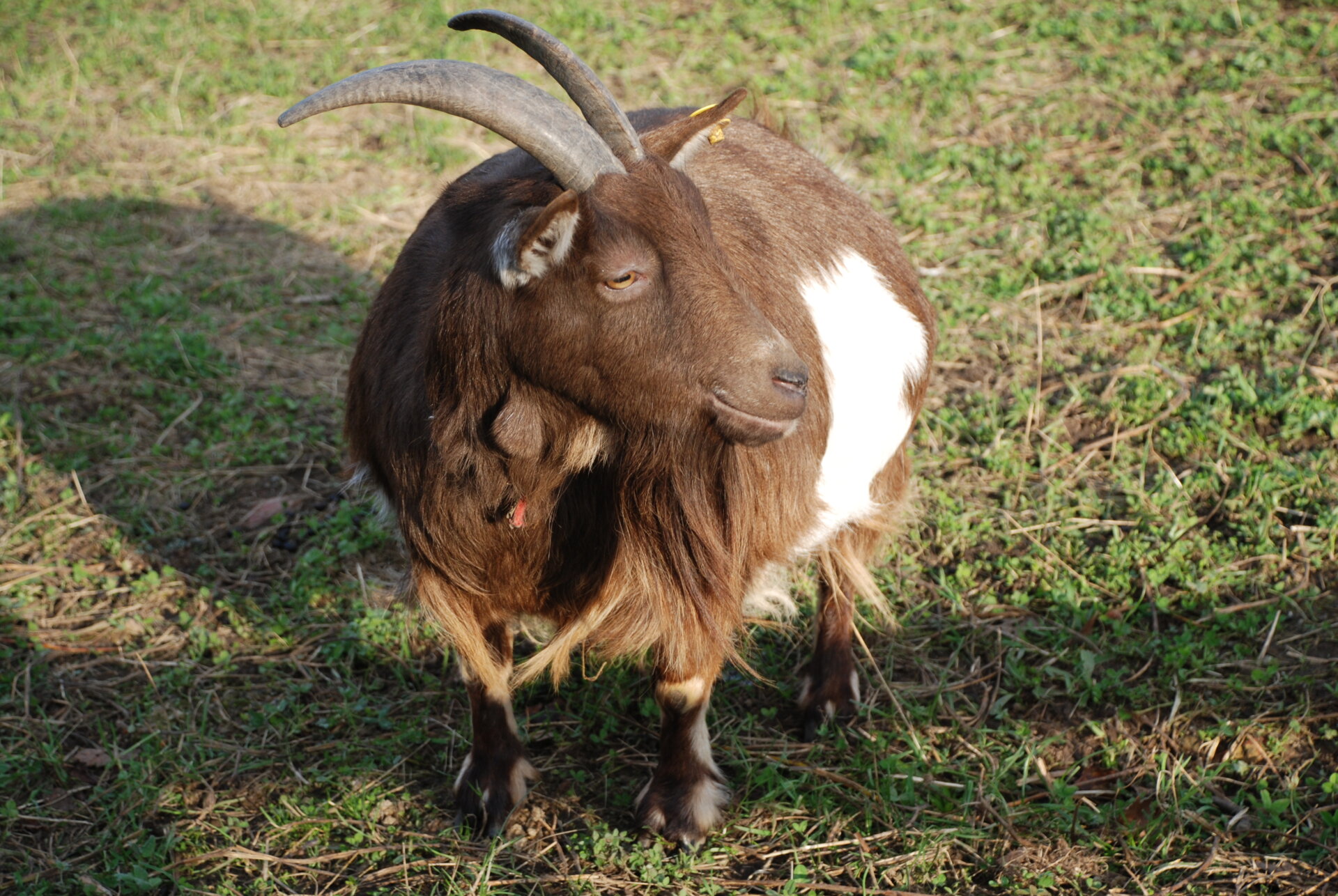 Goat at Heeley City Farm by Philippa Willitts